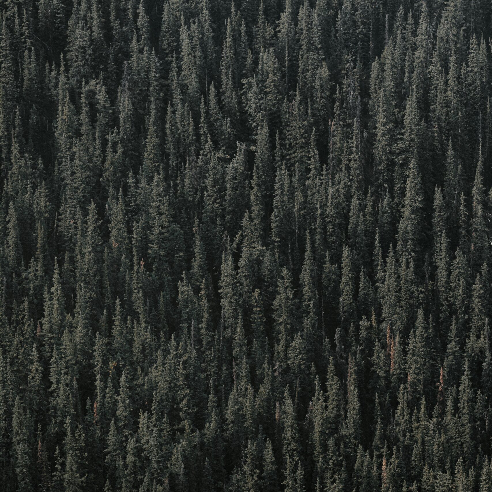 Dense evergreen forest covering a mountainside, with closely packed conifer trees creating a textured landscape.