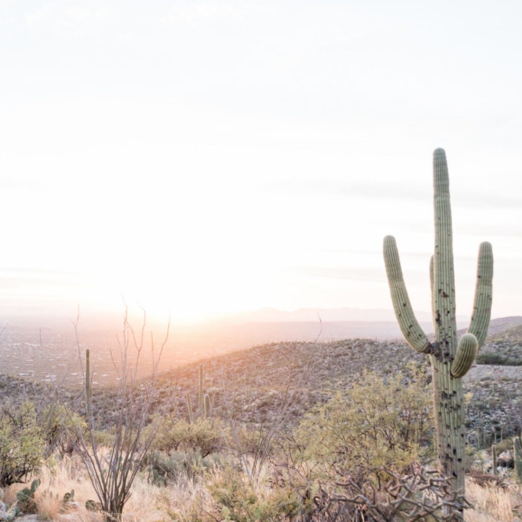 A cactus representing the resilience of rural hospitals.