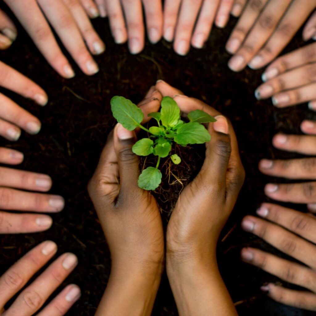 A young plant supported by many hands, reflecting how strong partnerships, shared commitment, and sustained support help communities build resilience and thrive for the future.