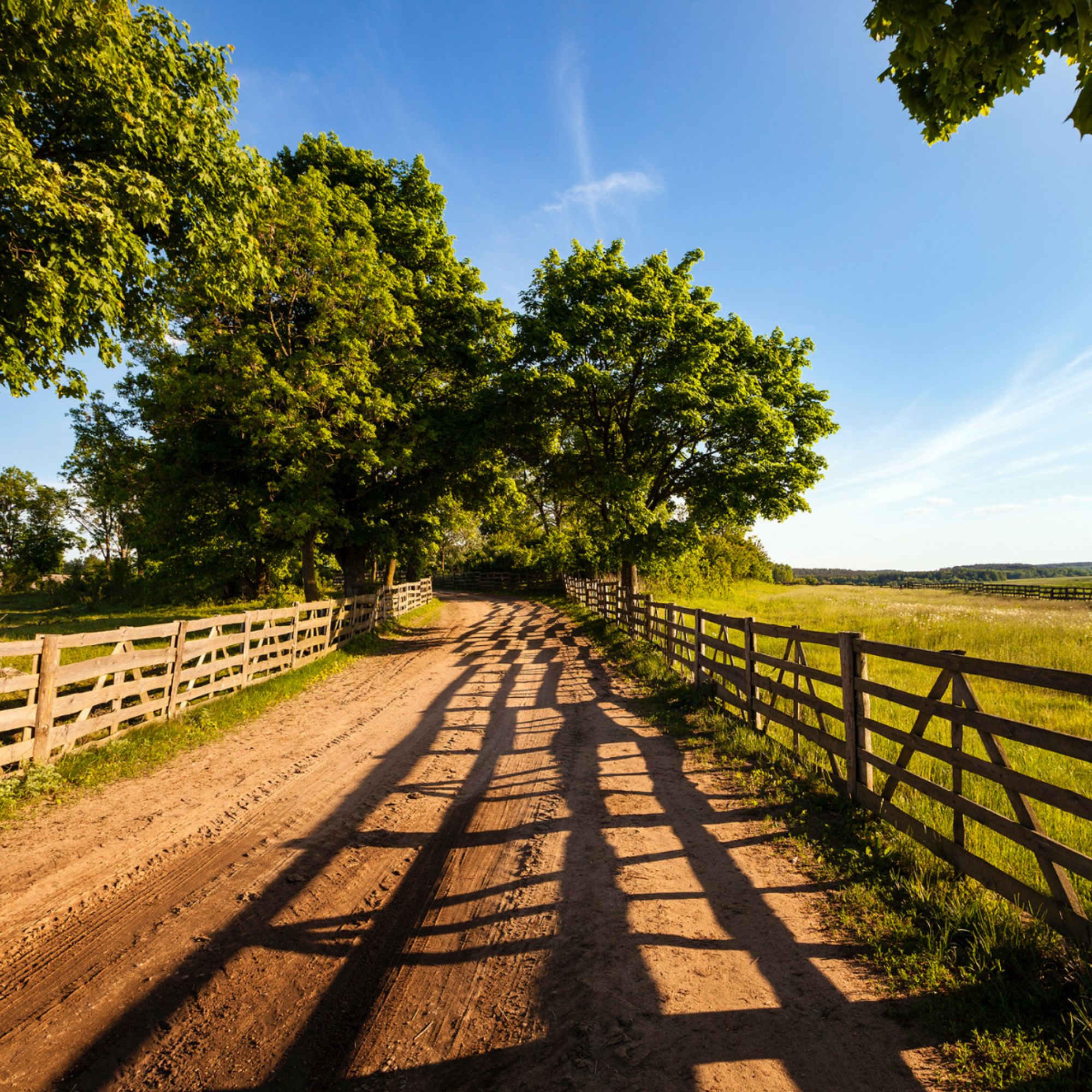 Rural dirt road lined with wooden fences and green trees on a sunny day.