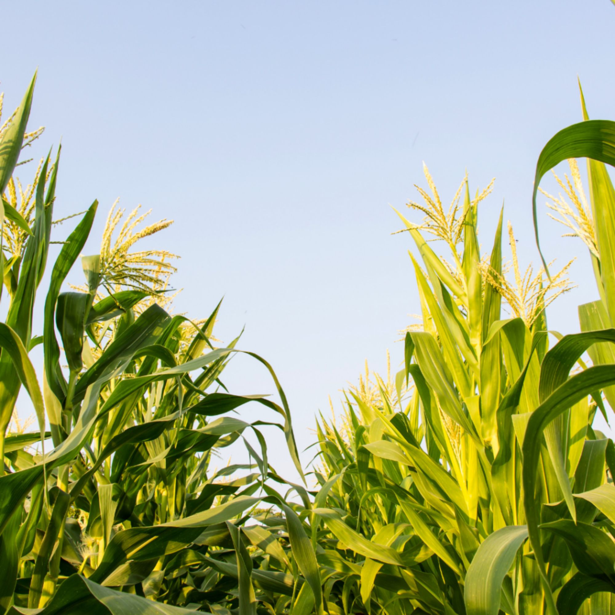 Rows of tall corn standing in the summer sun, reflecting the agricultural roots and resilience of many rural communities.