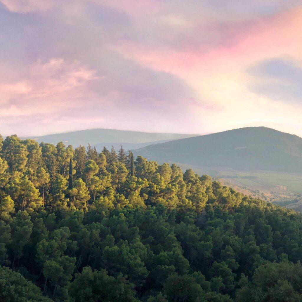 A peaceful forest landscape stretching across rolling hills at sunset, reflecting the strength, resilience, and long-term sustainability that help rural healthcare organizations thrive and continue serving their communities.