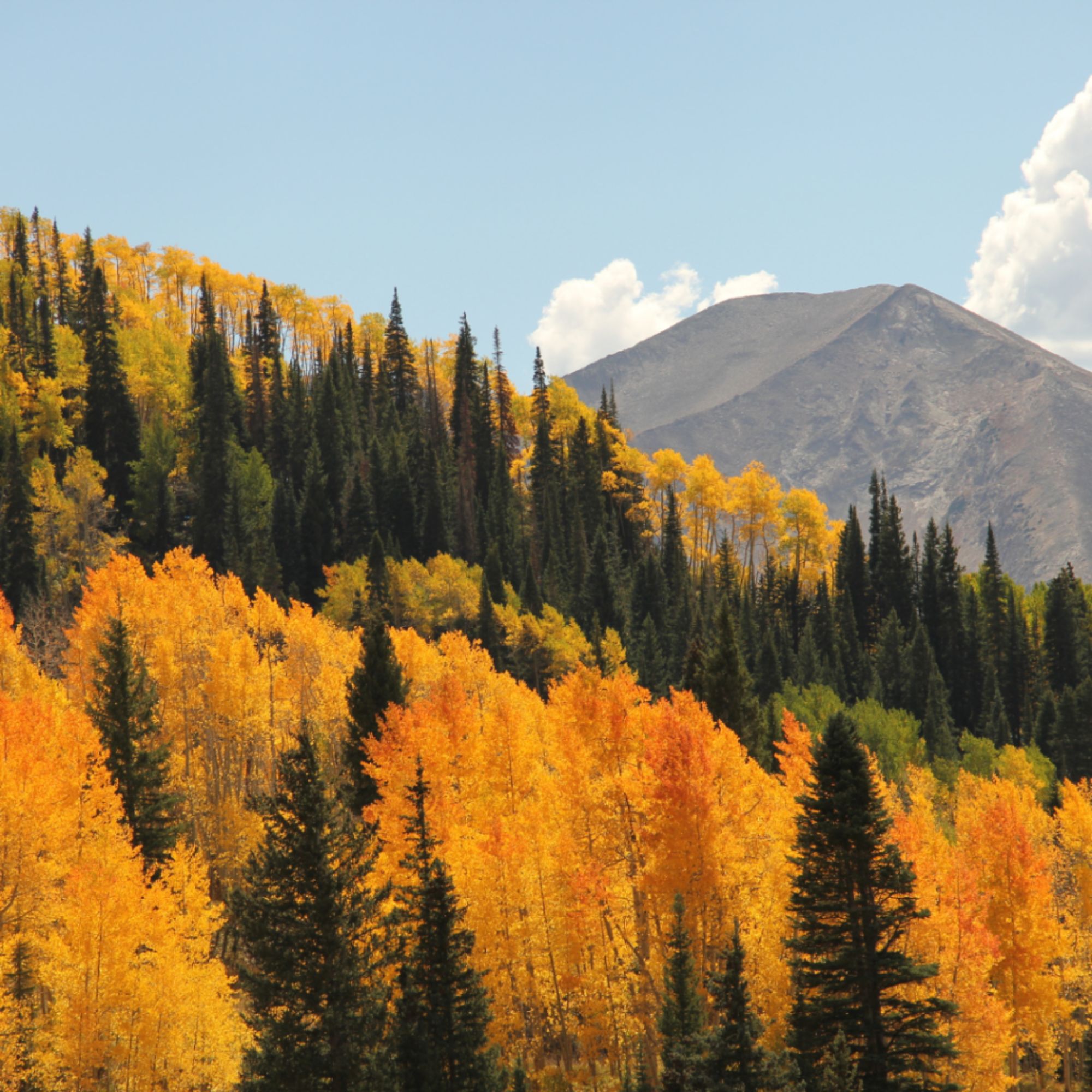 Golden autumn forest with mountain peaks in the background.