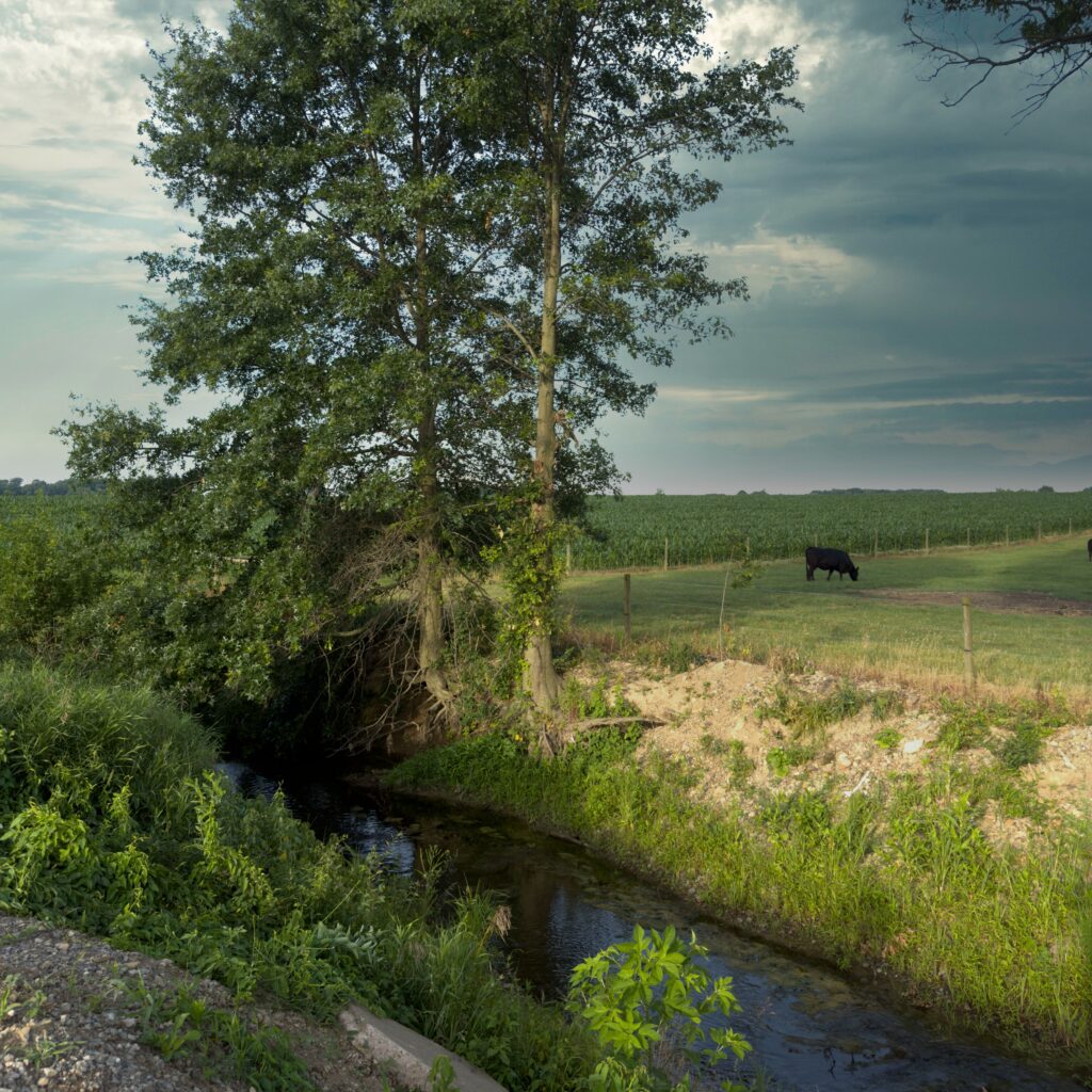 An image of a river with a cow in the town of Smithville, Ohio