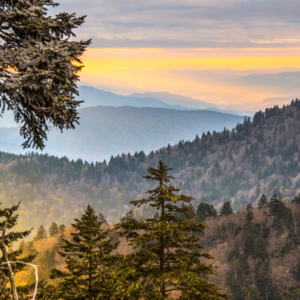 Scenic view of the Great Smoky Mountains at sunrise, with layers of misty mountain ridges, evergreen trees, and a warm golden sky.