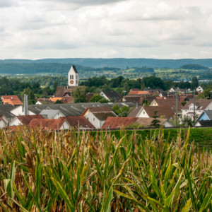 Rural community surrounded by farmland, with cornfields in the foreground, homes and a church steeple beneath a cloudy sky.