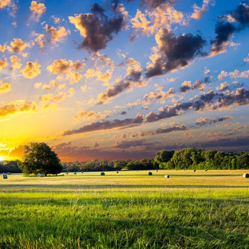 Tranquil Texas meadow at sunrise with hay bales strewn across the landscape