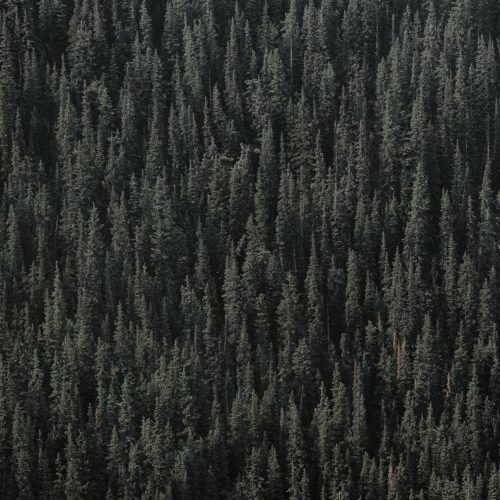 mitchell-hollander-FOKPcTdWBV4-unsplash